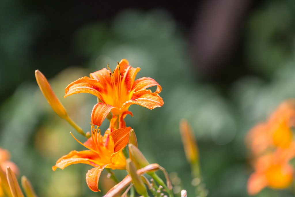 Close-up shot of bright orange tiger lilies growing in the wild or in a garden, with blurred background of greenery.