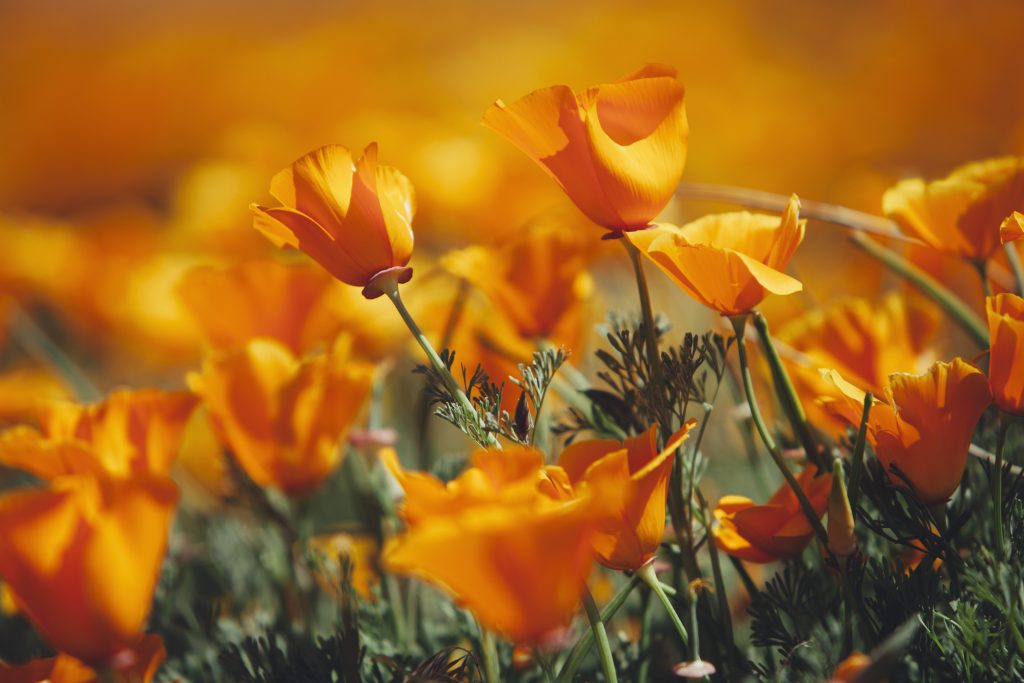 WWild California poppies, close up, in the Antelope Valley California poppy reserve. 