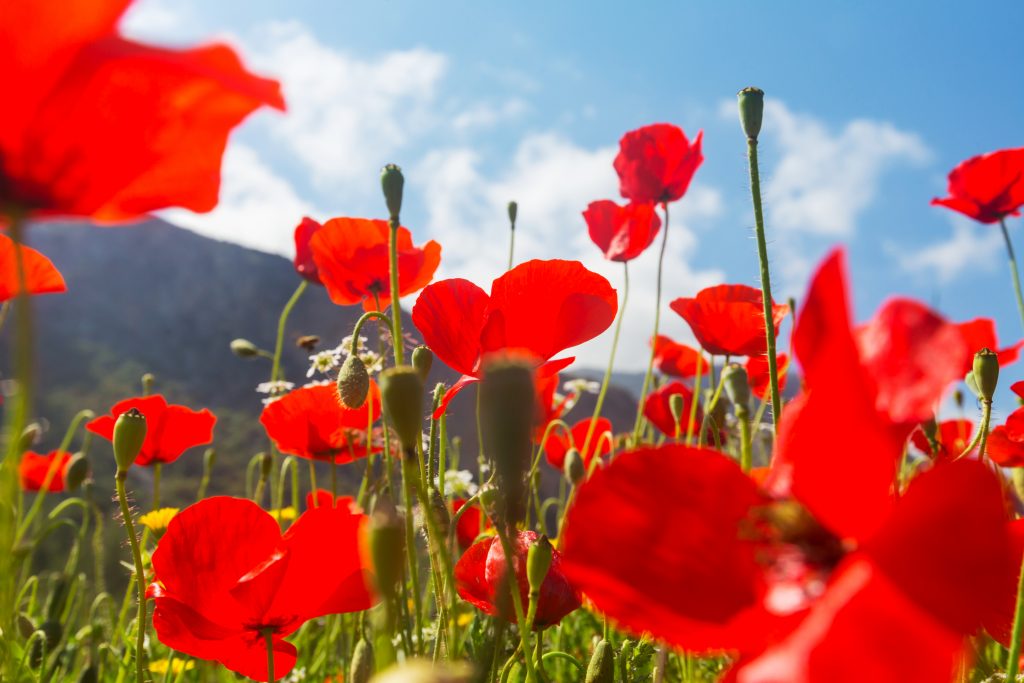 Close-up of wild red poppies on the meadow in sunny day. Decorated with light spots.